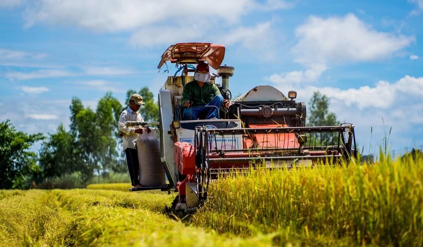 Récolte de riz par machine à An Giang