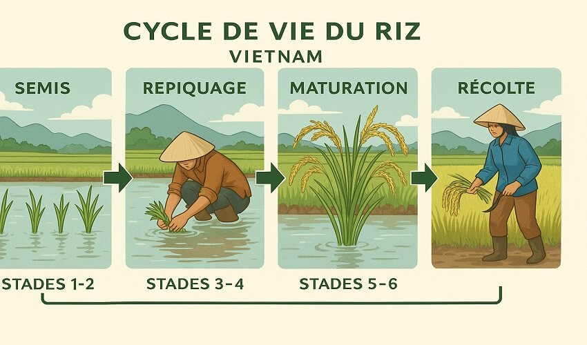 Le cycle de vie du riz