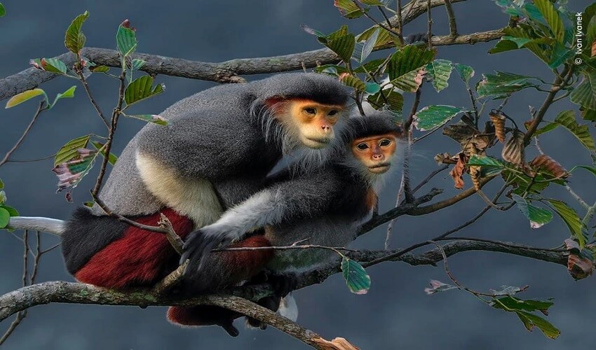 Population de Langur douc à pattes brunes à Son Tra