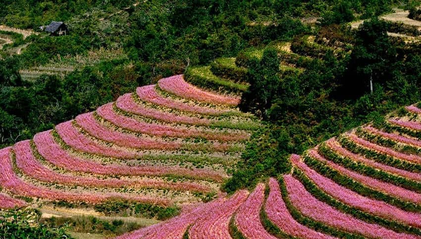 Fleur_de_sarrasin_à_Ha_Giang