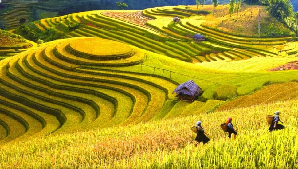 La_saison_du_riz_mûr_à_Sapa