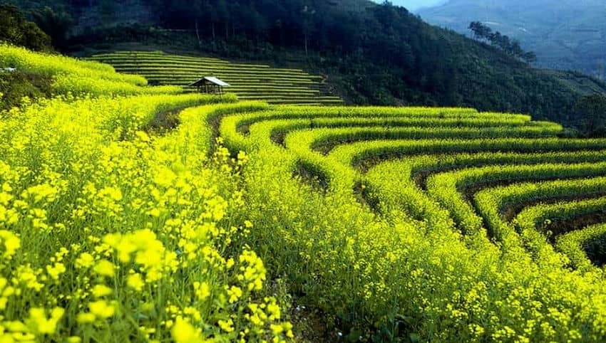 Mu_Cang_Chai_en_printemps