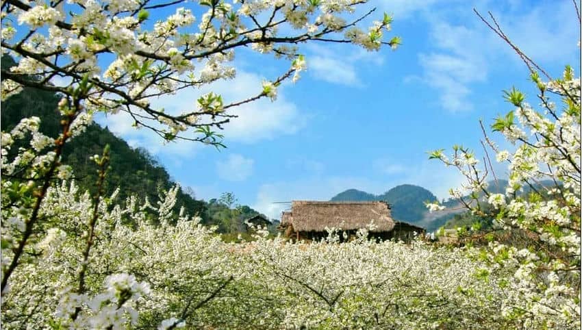 Le_printemps_à_Sapa